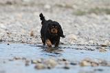CAVALIER KING CHARLES 232